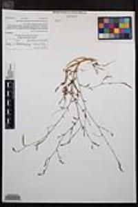 Epilobium brachycarpum image
