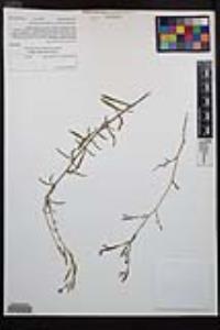Epilobium brachycarpum image