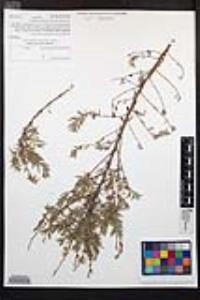 Epilobium canum image