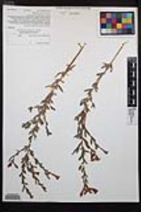 Epilobium canum image