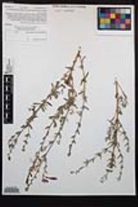 Epilobium canum image