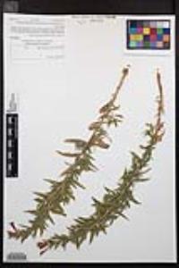 Epilobium canum image