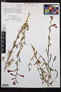 Epilobium canum subsp. canum image