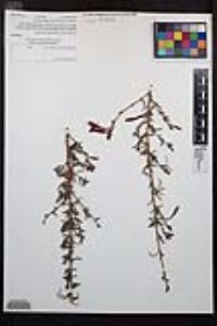 Epilobium canum image