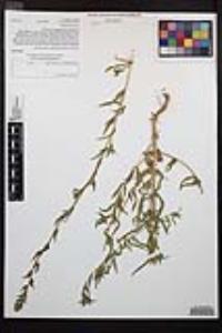 Epilobium densiflorum image