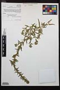 Epilobium densiflorum image