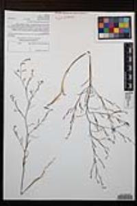 Gayophytum diffusum image