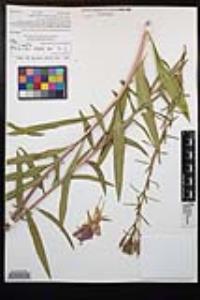 Oenothera elata image