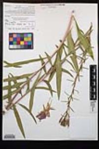 Oenothera elata subsp. hookeri image