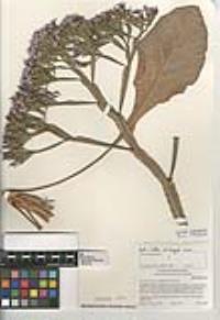 Limonium brassicifolium image