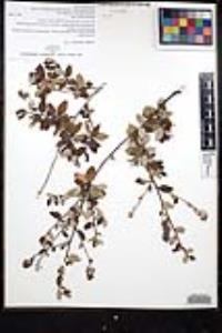Ceanothus tomentosus var. olivaceus image