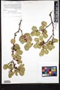 Rhamnus ilicifolia image