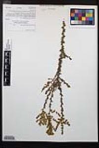 Adenostoma fasciculatum image