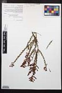 Adenostoma fasciculatum image