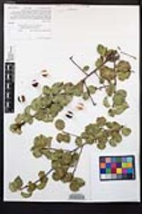 Prunus ilicifolia subsp. ilicifolia image