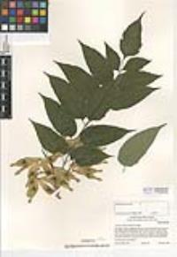 Ailanthus altissima image