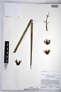 Hesperoyucca whipplei image