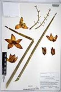 Hesperoyucca whipplei image