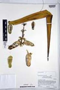 Yucca schidigera image