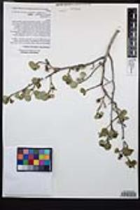 Amelanchier utahensis image