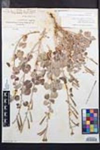 Chylismia cardiophylla subsp. cardiophylla image
