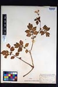 Chelidonium majus image