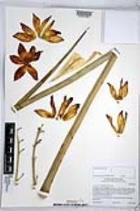Hesperoyucca whipplei image