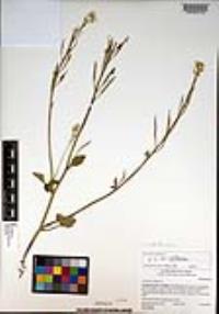 Cardamine californica image