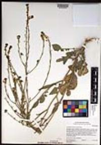 Hirschfeldia incana image