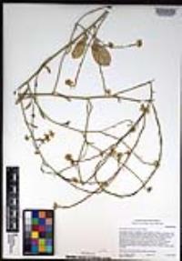 Hirschfeldia incana image