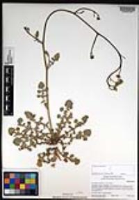 Hirschfeldia incana image