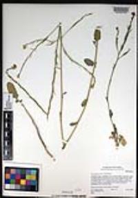 Hirschfeldia incana image