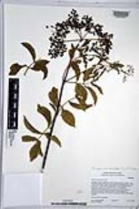 Sambucus cerulea image