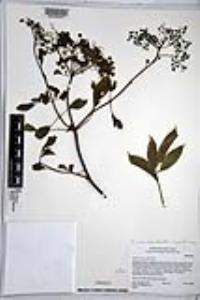 Sambucus cerulea image