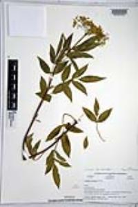 Sambucus cerulea image