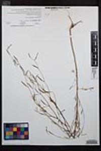Clarkia epilobioides image