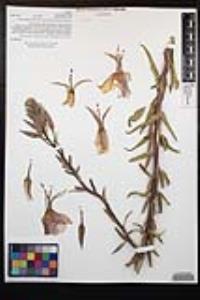 Oenothera elata subsp. hookeri image