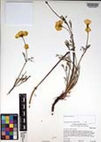 Eschscholzia californica image