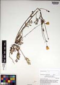 Eschscholzia californica image