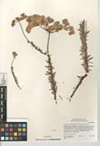 Eriogonum fasciculatum var. foliolosum image
