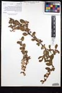 Ceanothus crassifolius image