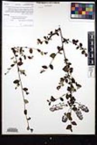 Ceanothus tomentosus var. olivaceus image