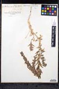 Trichostema lanceolatum image