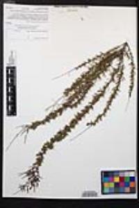 Adenostoma fasciculatum image