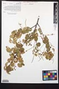 Prunus ilicifolia subsp. ilicifolia image