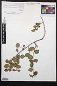 Prunus ilicifolia subsp. ilicifolia image
