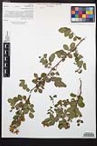 Rosa californica image