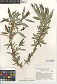 Salix laevigata image