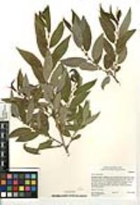 Salix laevigata image