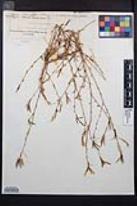 Epilobium brachycarpum image
